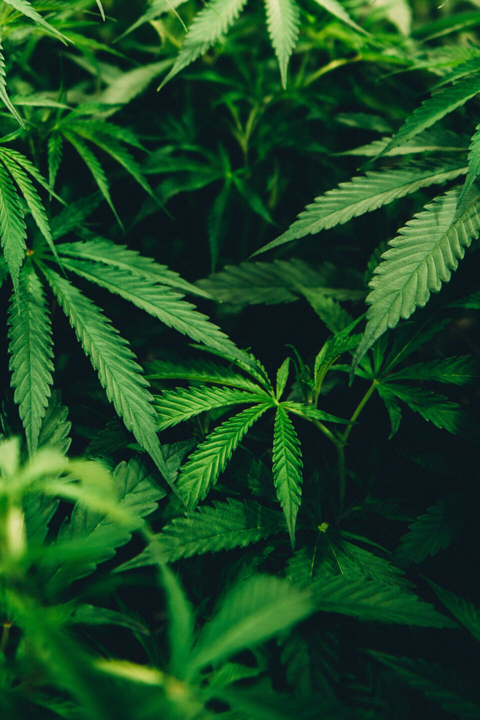 matthew-brodeur-qcCPIhhdgTw-unsplash