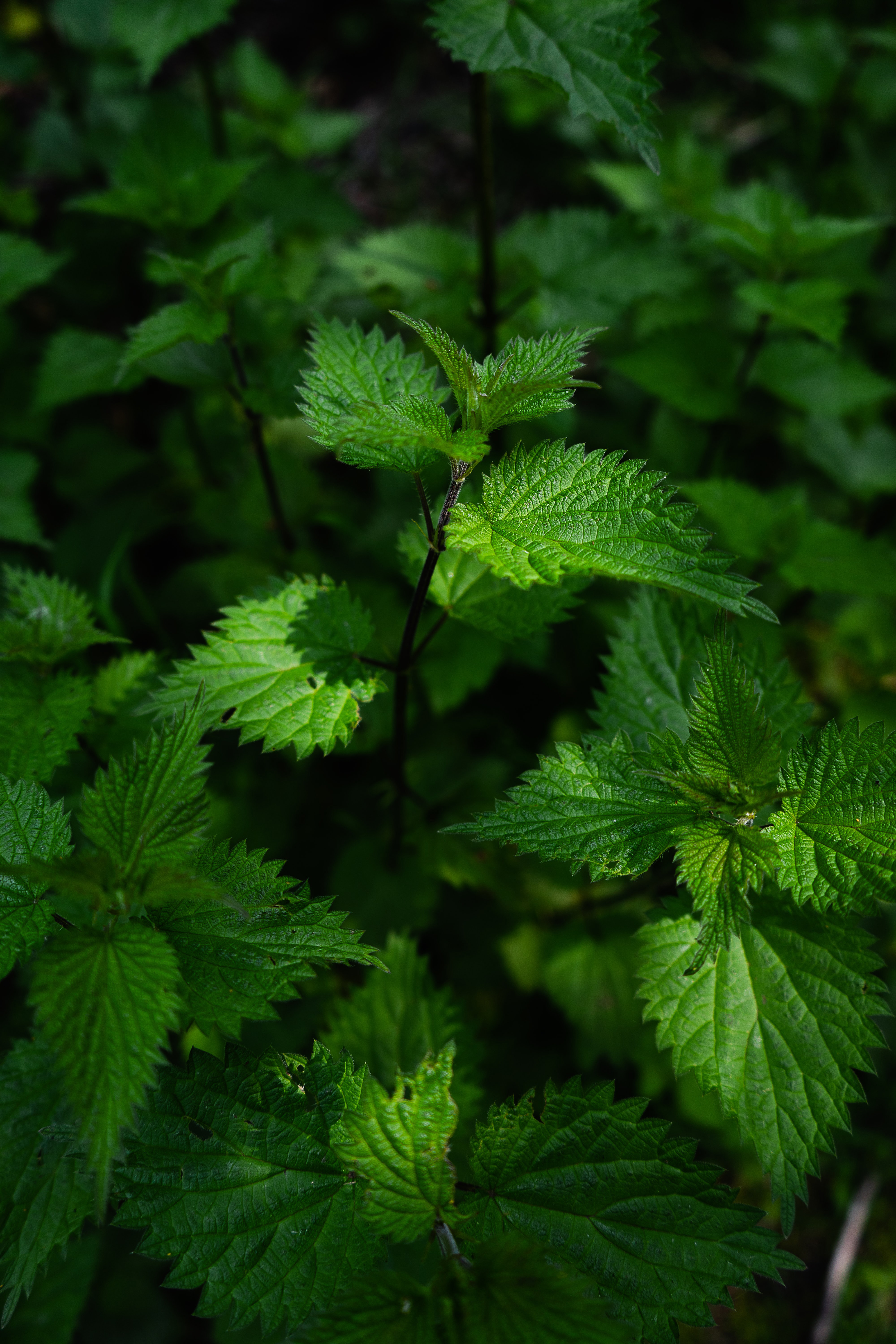 matthew-feeney–o5JUoMDPrQ-unsplash